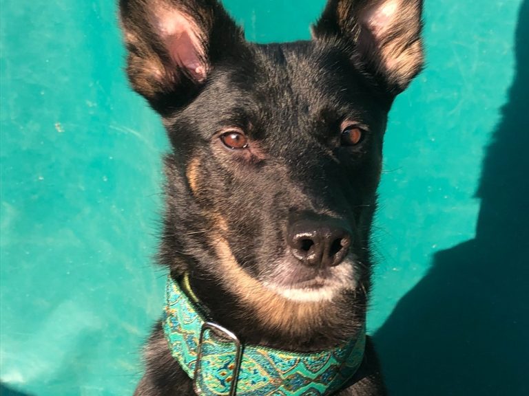 Hund mit braunem und grauem Fell, trägt ein rotes Halsband und schaut nach oben.