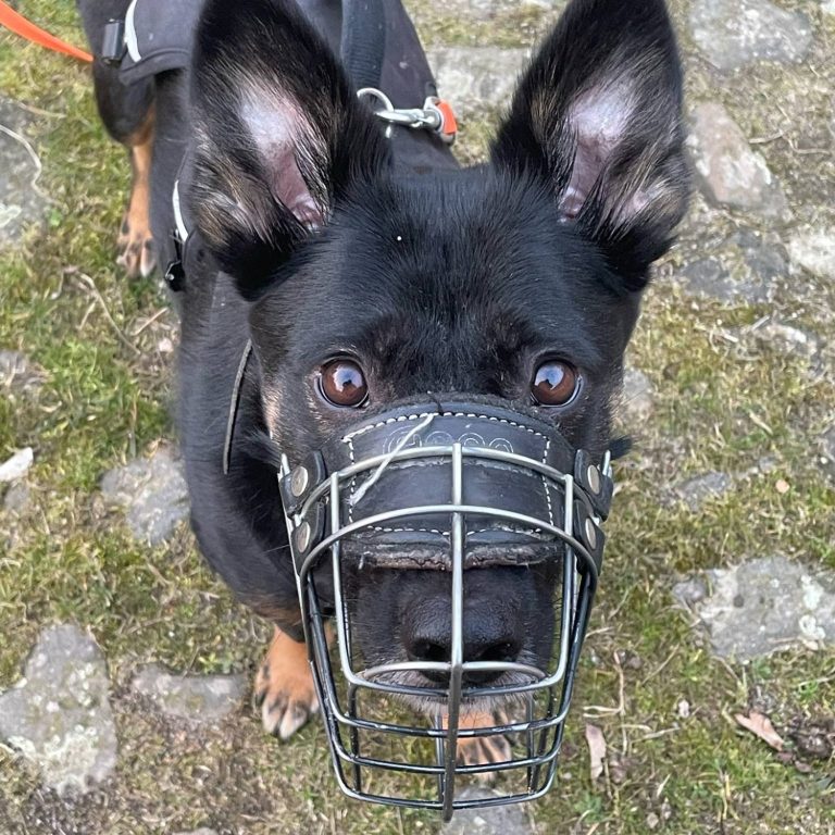 Schwarzer Hund mit Maulkorb, der neugierig in die Kamera schaut.