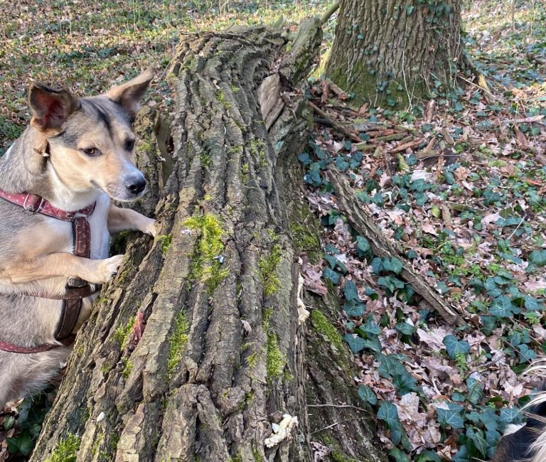 Hund mit braunem und grauem Fell, trägt ein rotes Halsband und schaut nach oben.