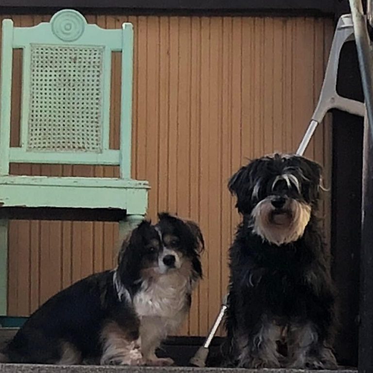 Schwarzer Hund mit Maulkorb auf einem Weg, neugierig in die Kamera schauend. 