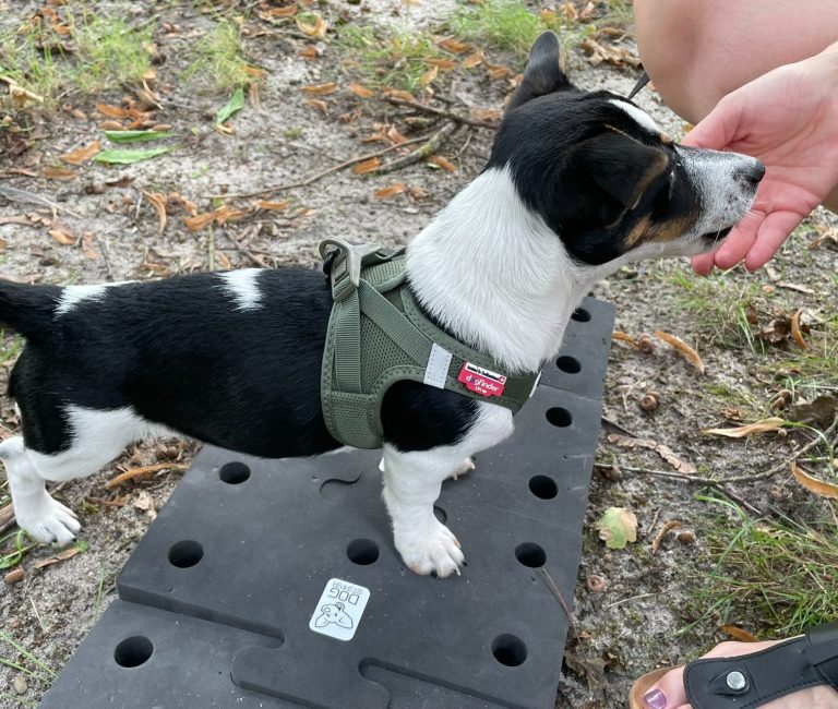 Hund mit braunem und grauem Fell, trägt ein rotes Halsband und schaut nach oben.