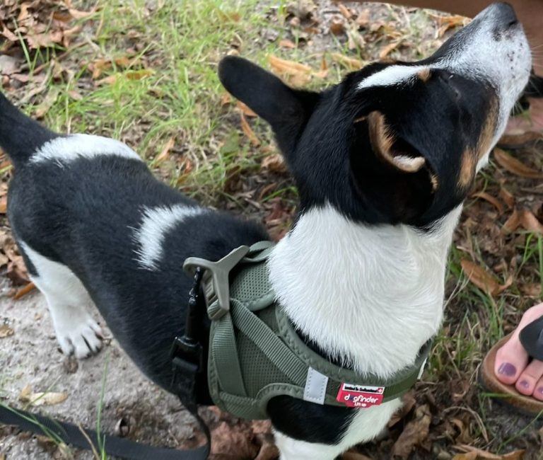 Hund mit braunem und grauem Fell, trägt ein rotes Halsband und schaut nach oben.