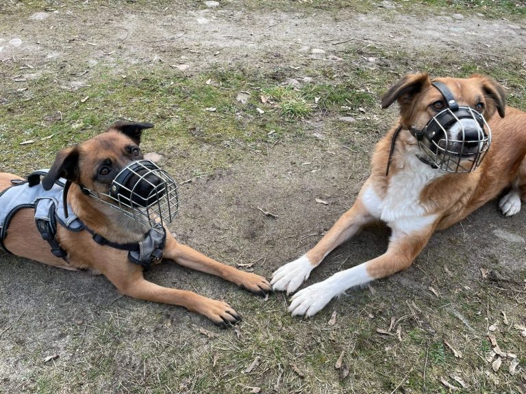 Hund mit Maulkorb steht auf Gras, schaut direkt in die Kamera.