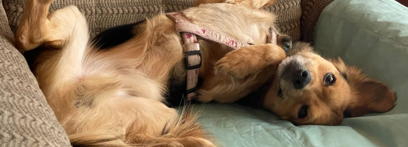 Brauner Hund mit neugierigem Blick vor einem Waldhintergrund.