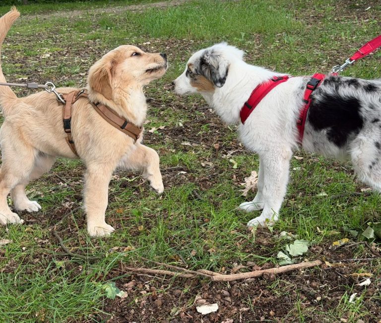 Hund mit braunem und grauem Fell, trägt ein rotes Halsband und schaut nach oben.